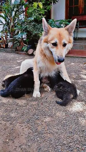 German Shepherd Puppies