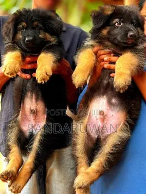 Shepherd Puppies