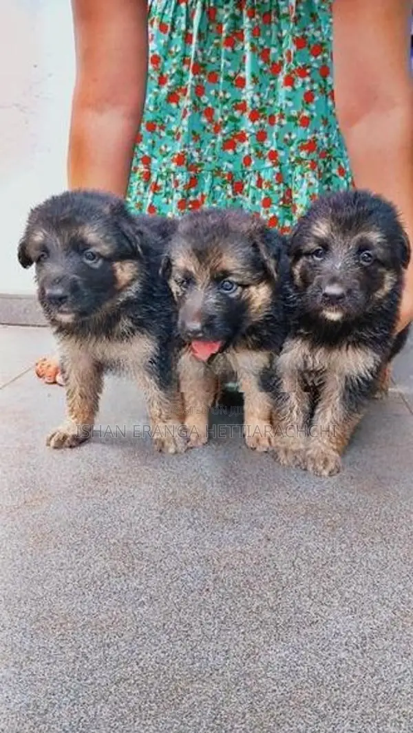 German Shepherd Puppies