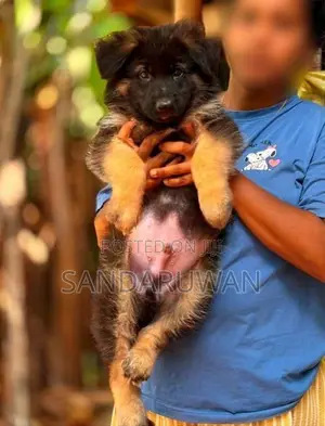 Shepherd Puppies