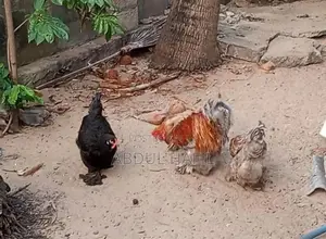 Brahma Rooster