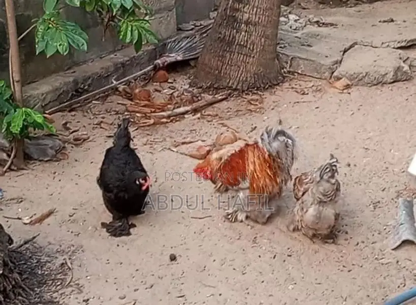 Brahma Rooster