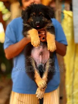 Shepherd Puppies