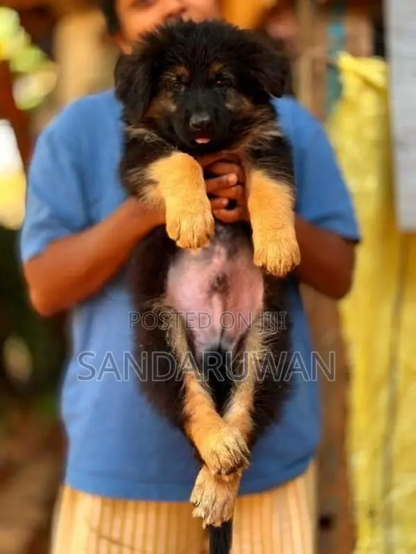 Shepherd Puppies