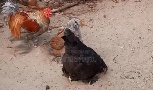 Brahma Rooster