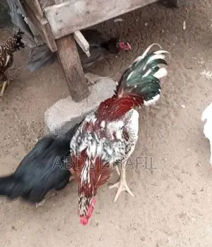 Brahma Rooster