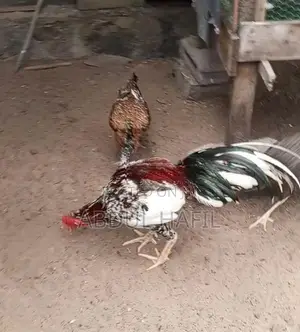 Brahma Rooster