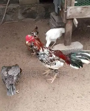 Brahma Rooster