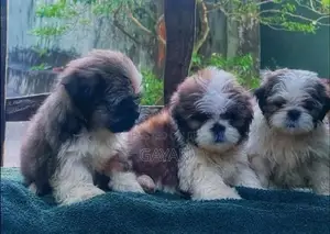 Shih Tzu Puppy