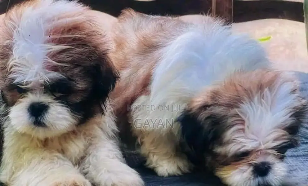 Shih Tzu Puppy