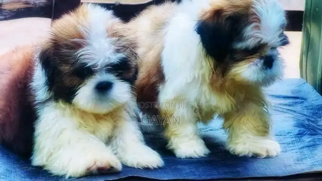 Shih Tzu Puppy