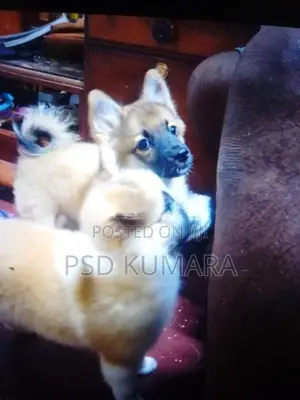 Pomeranian Puppy