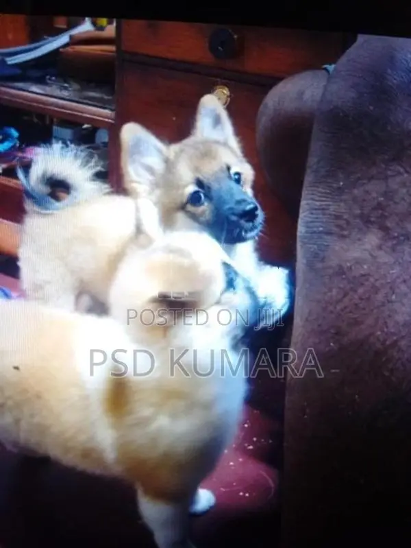 Pomeranian Puppy