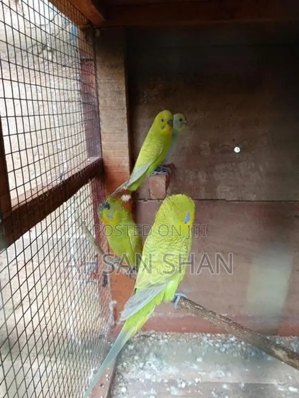 Budgerigar Birds