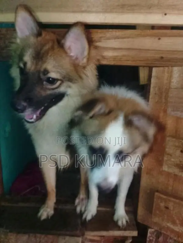 Pomeranian Puppy