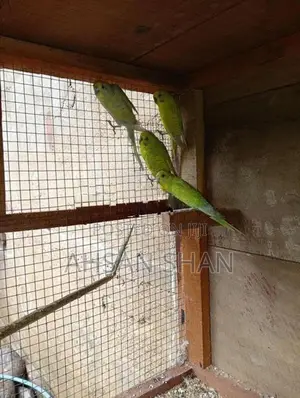Budgerigar Birds