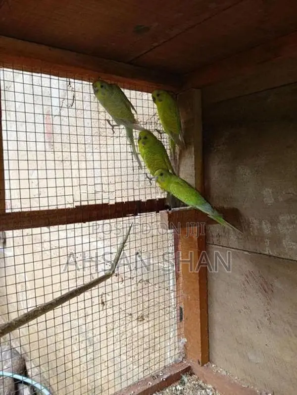 Budgerigar Birds