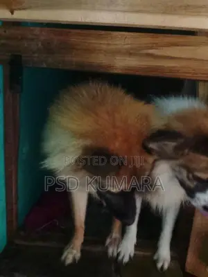 Pomeranian Puppy