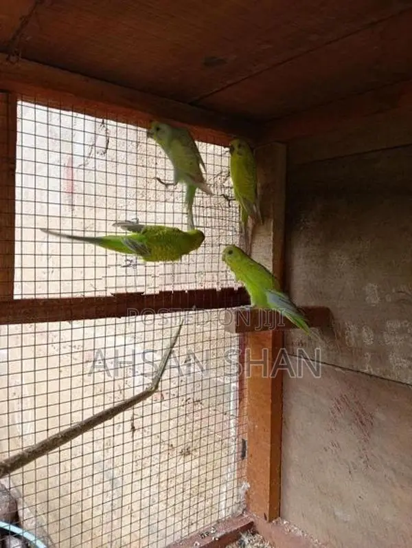 Budgerigar Birds