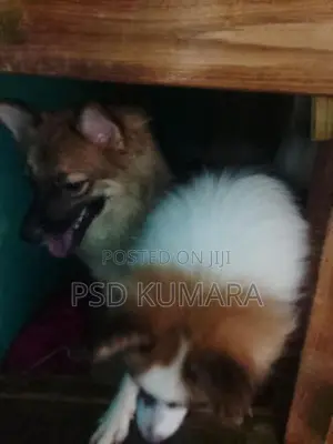 Pomeranian Puppy