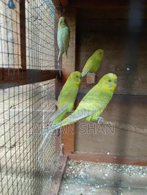 Budgerigar Birds
