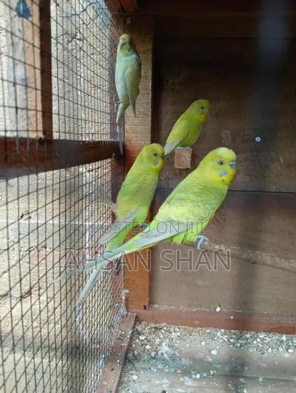 Budgerigar Birds