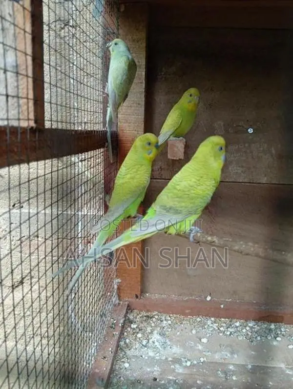 Budgerigar Birds
