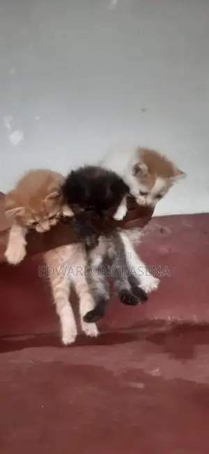 Persian Ginger Cat