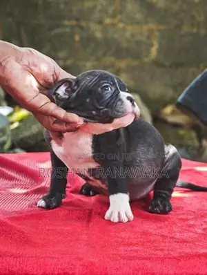 American Bully