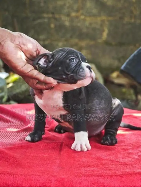 American Bully
