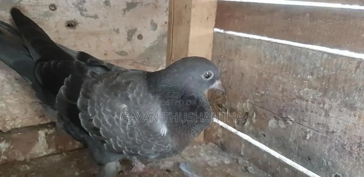 Pigeons
