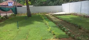 Australian Grass