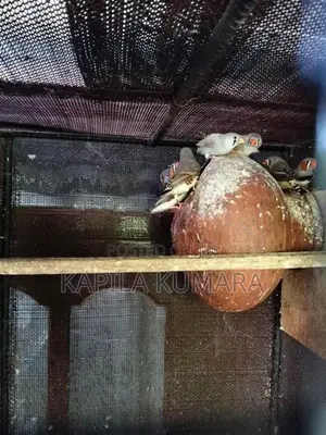Finches barids