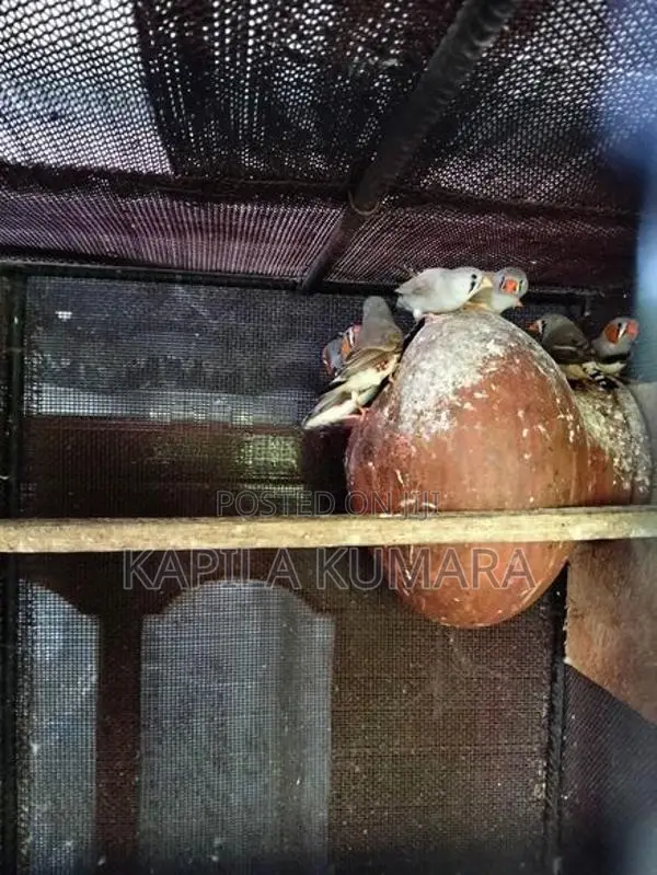 Finches barids