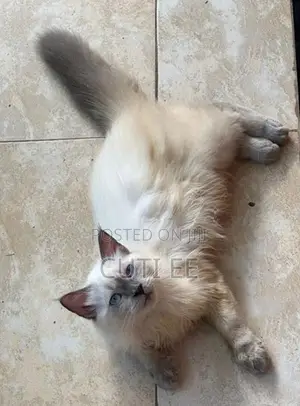 PERSIAN MALE KITTEN 4 MONTHS