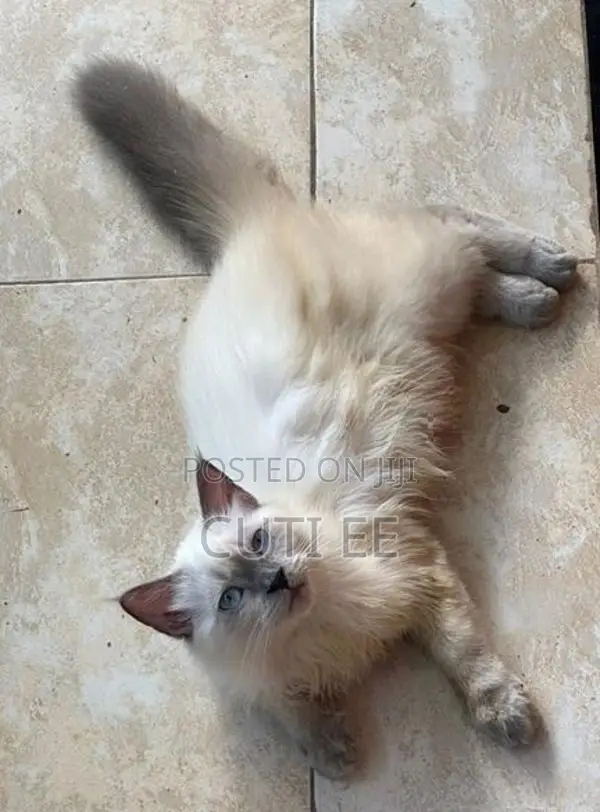 PERSIAN MALE KITTEN 4 MONTHS