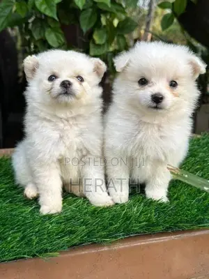 Lion Pomeranian Puppies