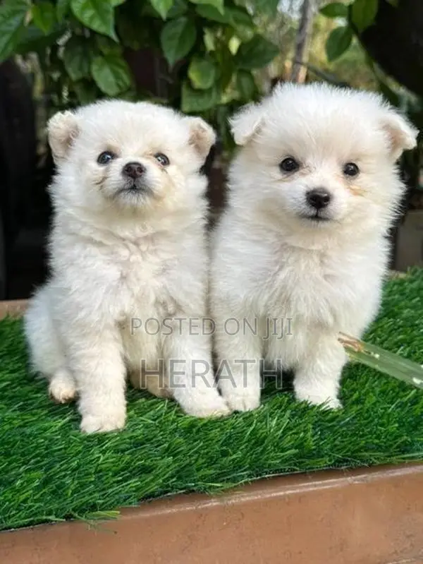 Lion Pomeranian Puppies