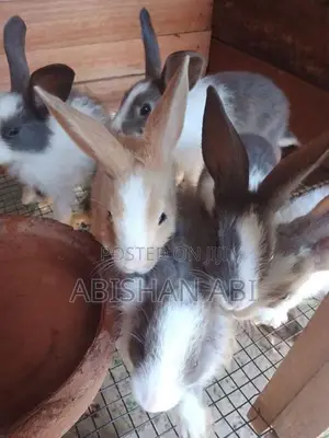 Rabbit