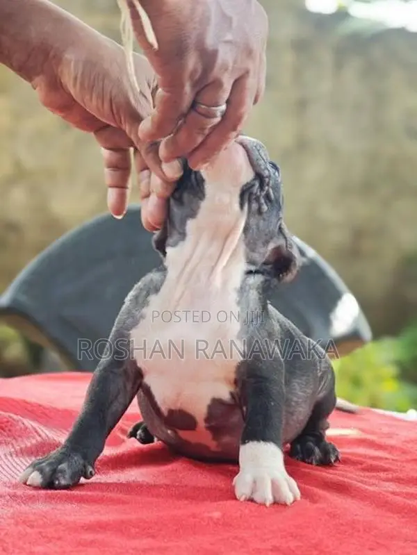American Bully