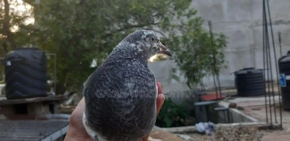 Pigeons