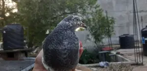 Pigeons