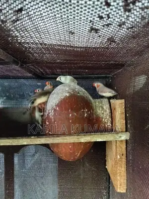 Finches barids