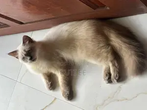 PERSIAN MALE KITTEN 4 MONTHS