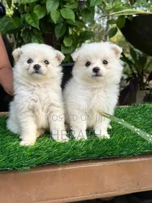 Lion Pomeranian Puppies