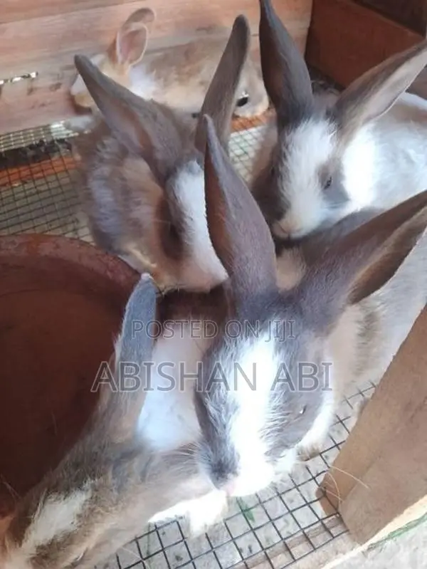 Rabbit