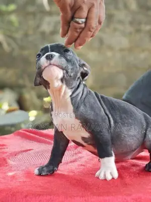 American Bully