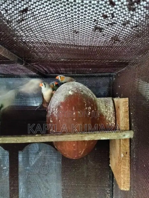 Finches barids