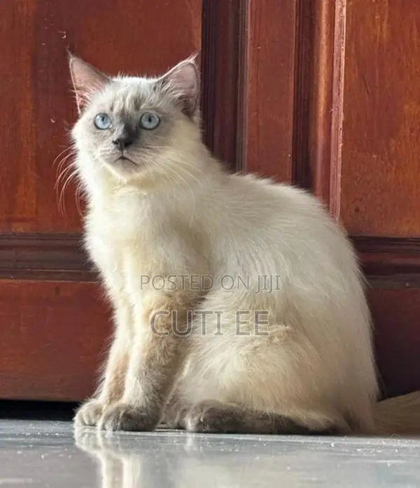 PERSIAN MALE KITTEN 4 MONTHS