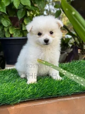 Lion Pomeranian Puppies